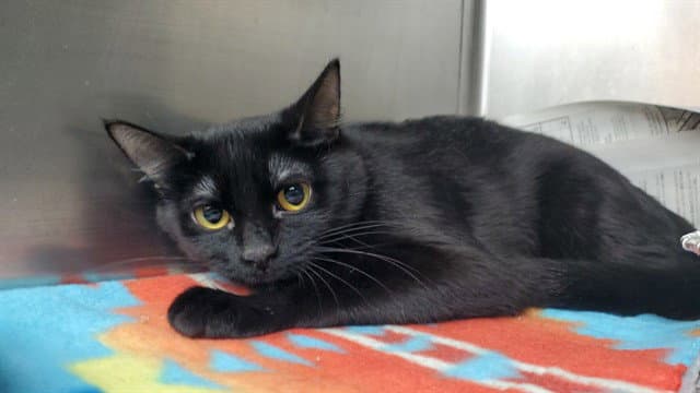 Letty - Domestic Short Hair