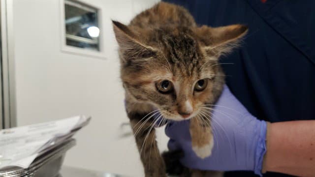 Pickling Spice - Domestic Short Hair