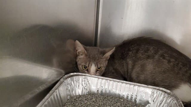Shannon - Domestic Short Hair