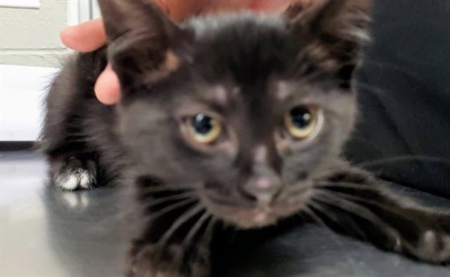 Kondoli - Domestic Short Hair