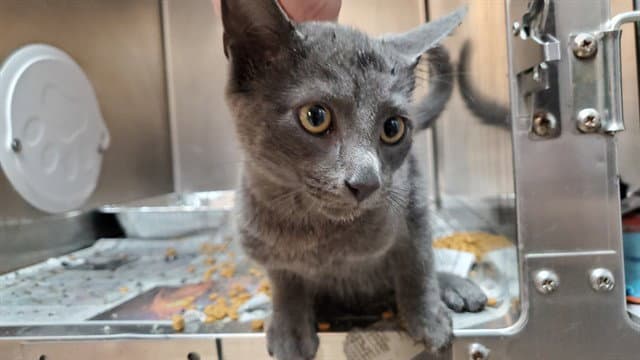 Spearmint - Domestic Short Hair