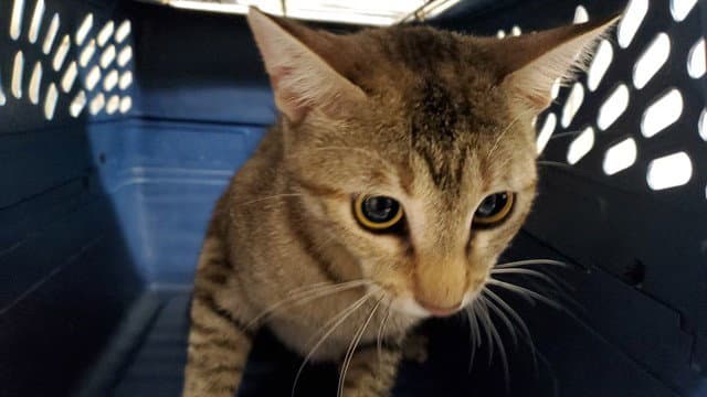 Crushed - Domestic Short Hair