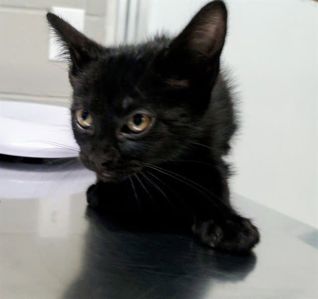 Arrowroot - Domestic Short Hair