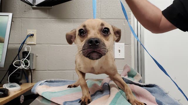 Almond - Chihuahua