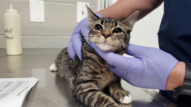 Verde - Domestic Short Hair
