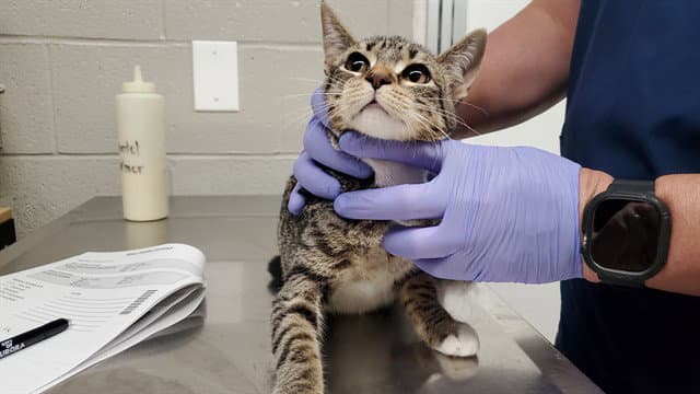 Herbal - Domestic Short Hair