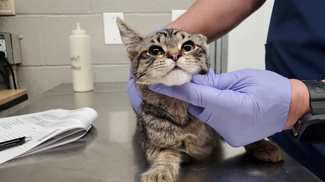 Earl Tea - Domestic Short Hair