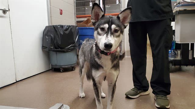 Tabasco - Husky