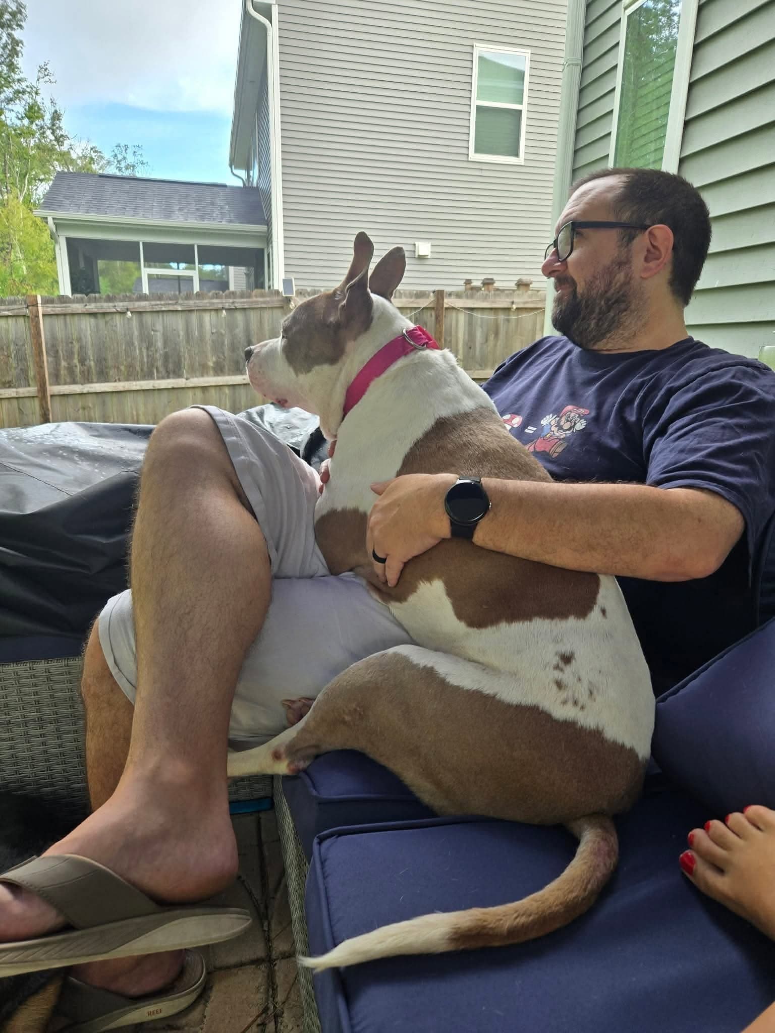 Rosie - Pit Bull Terrier
