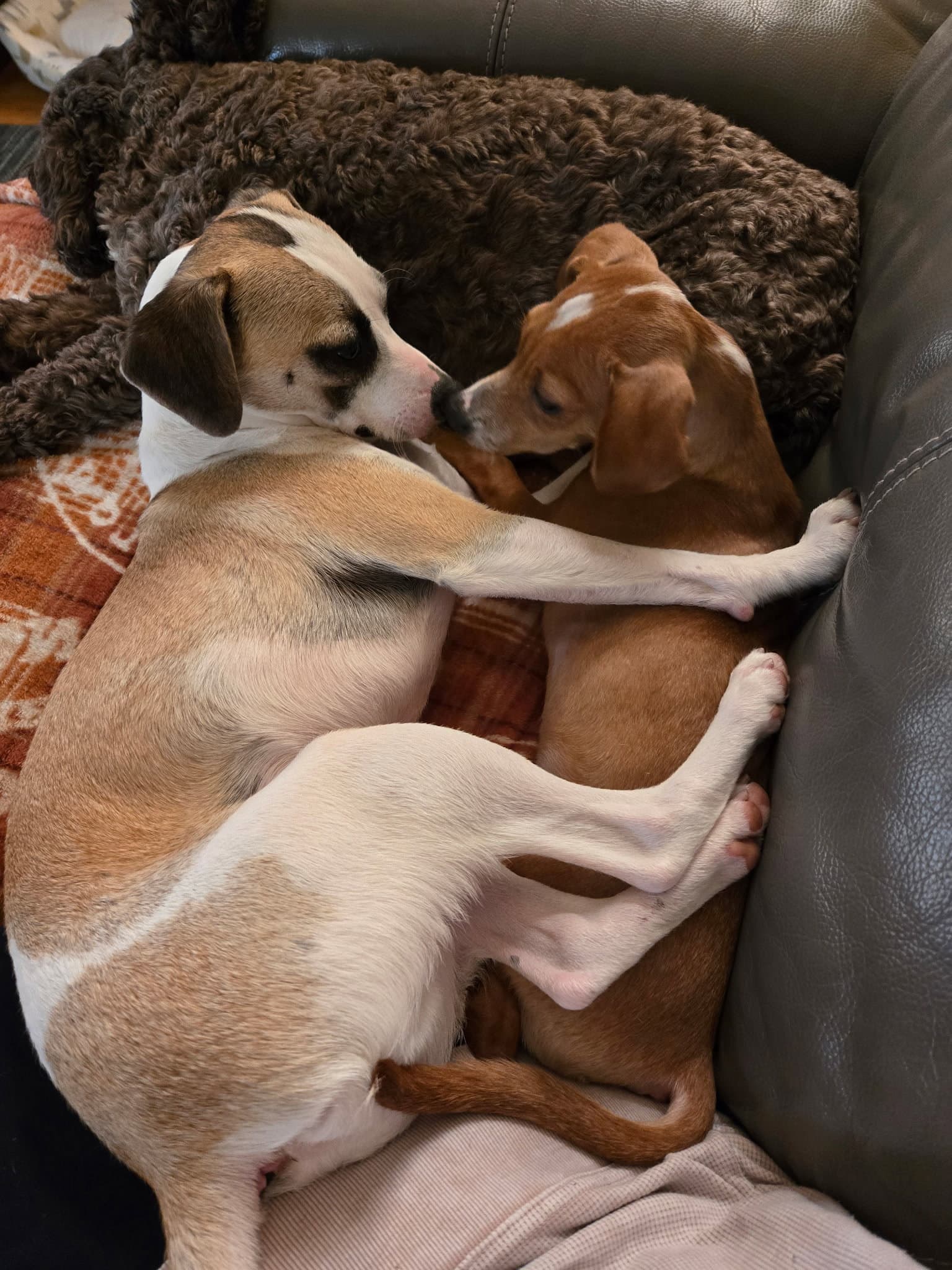 Otto - Chihuahua