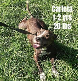 Carlota image 1