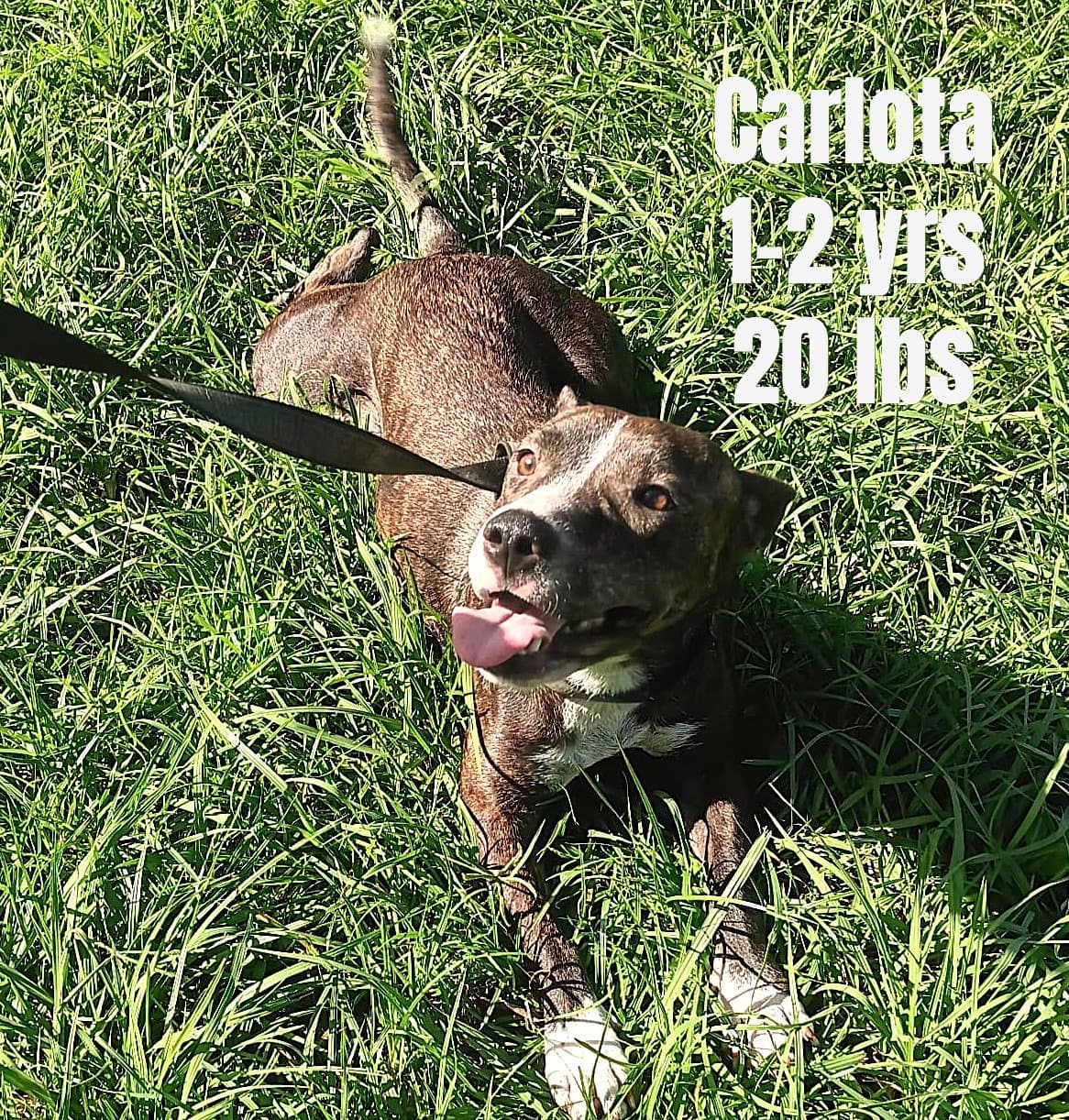 Carlota - Terrier