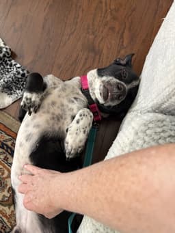 Buddy image 3