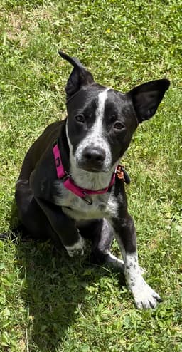 Buddy image 1