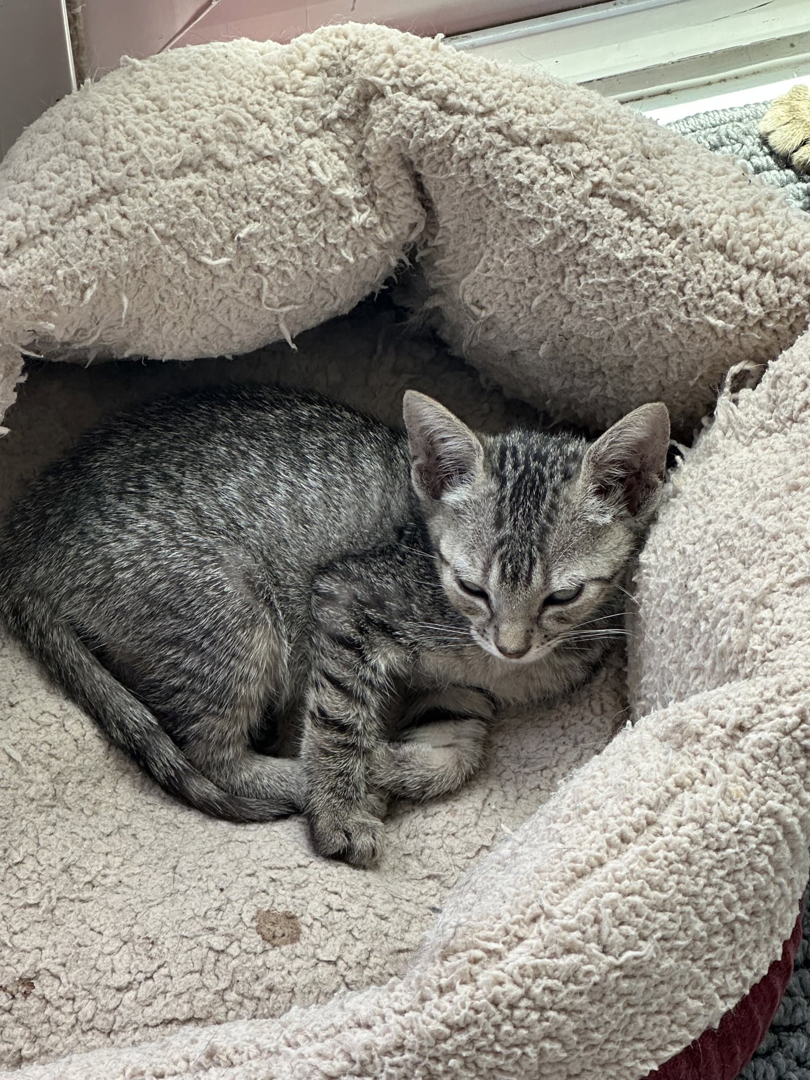 Daniela - Domestic Short Hair