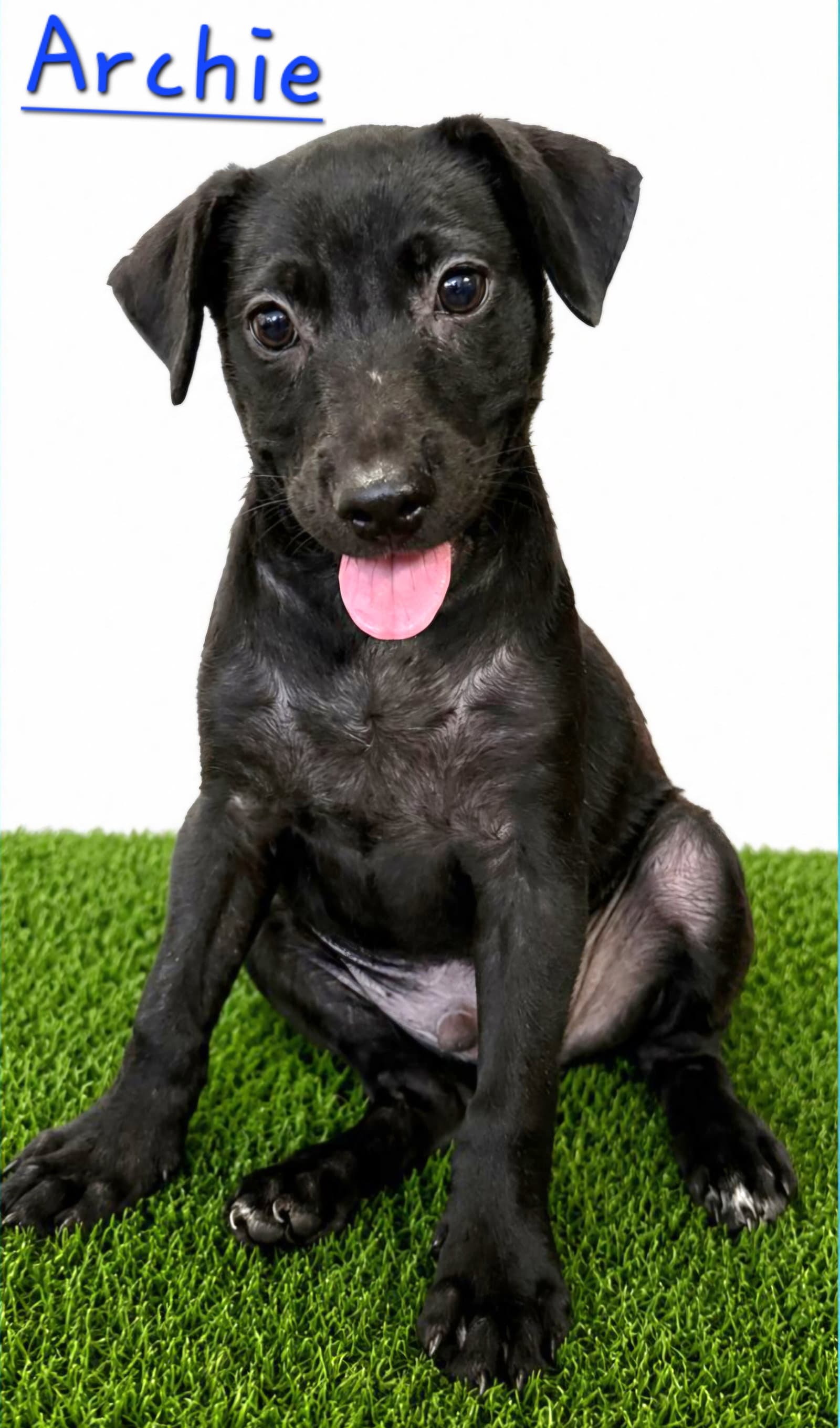 Archie - Labrador Retriever