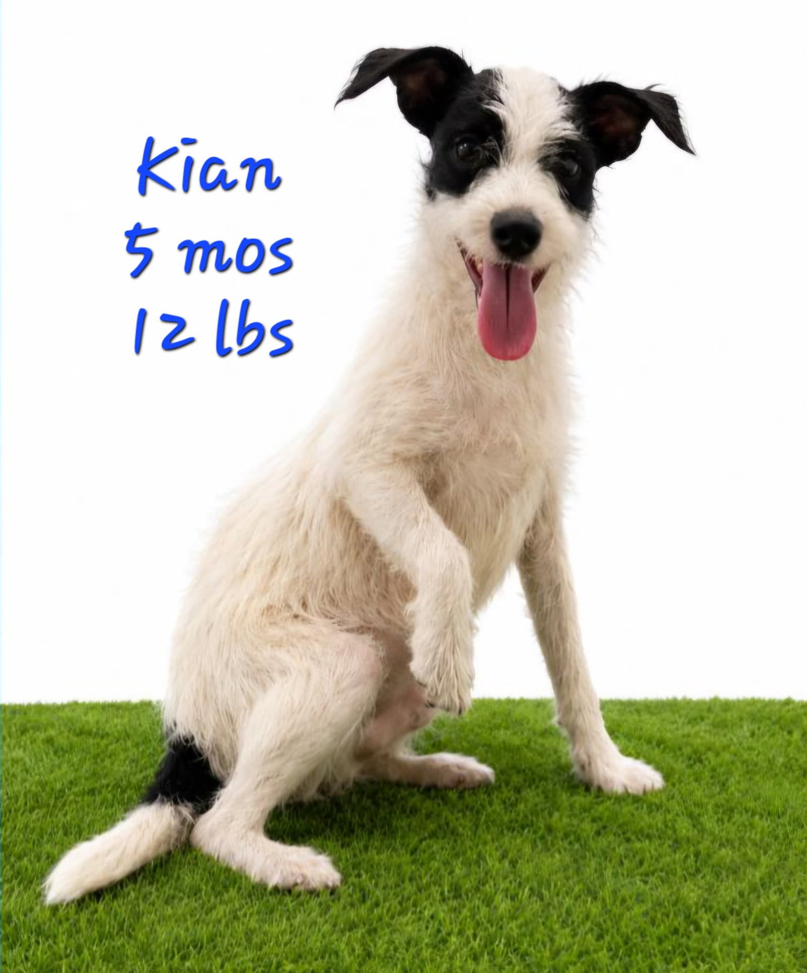 Kian - Terrier