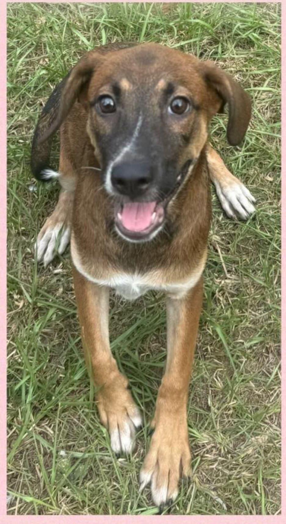Stella - Plott Hound
