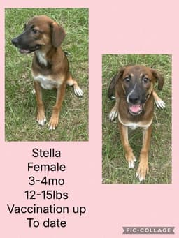 Stella image 3