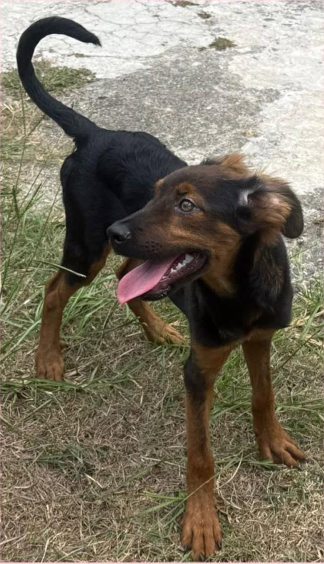 Holly - Australian Kelpie