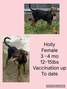 Holly image 3