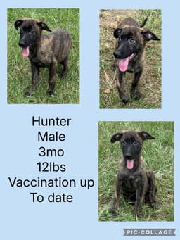 Hunter image 1