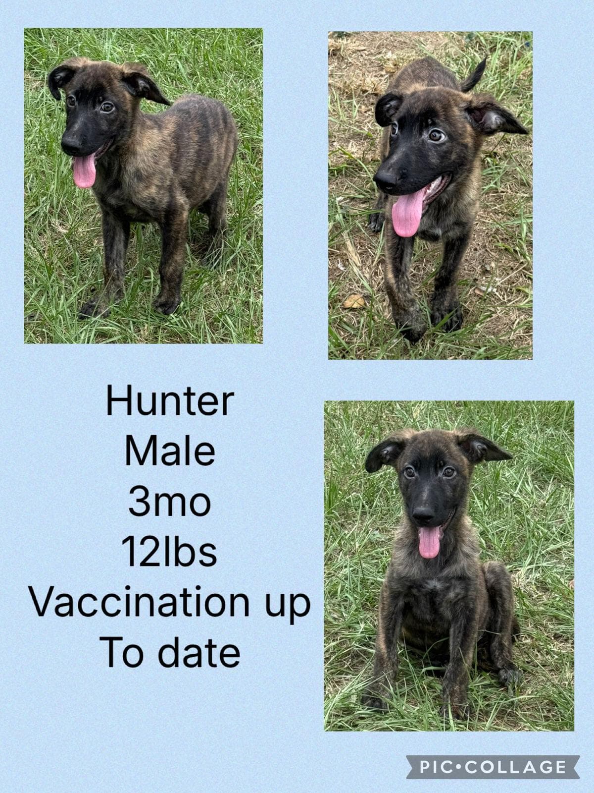 Hunter - Plott Hound