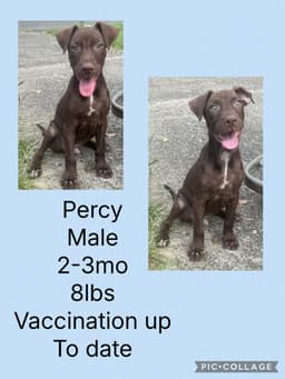 Percy image 1