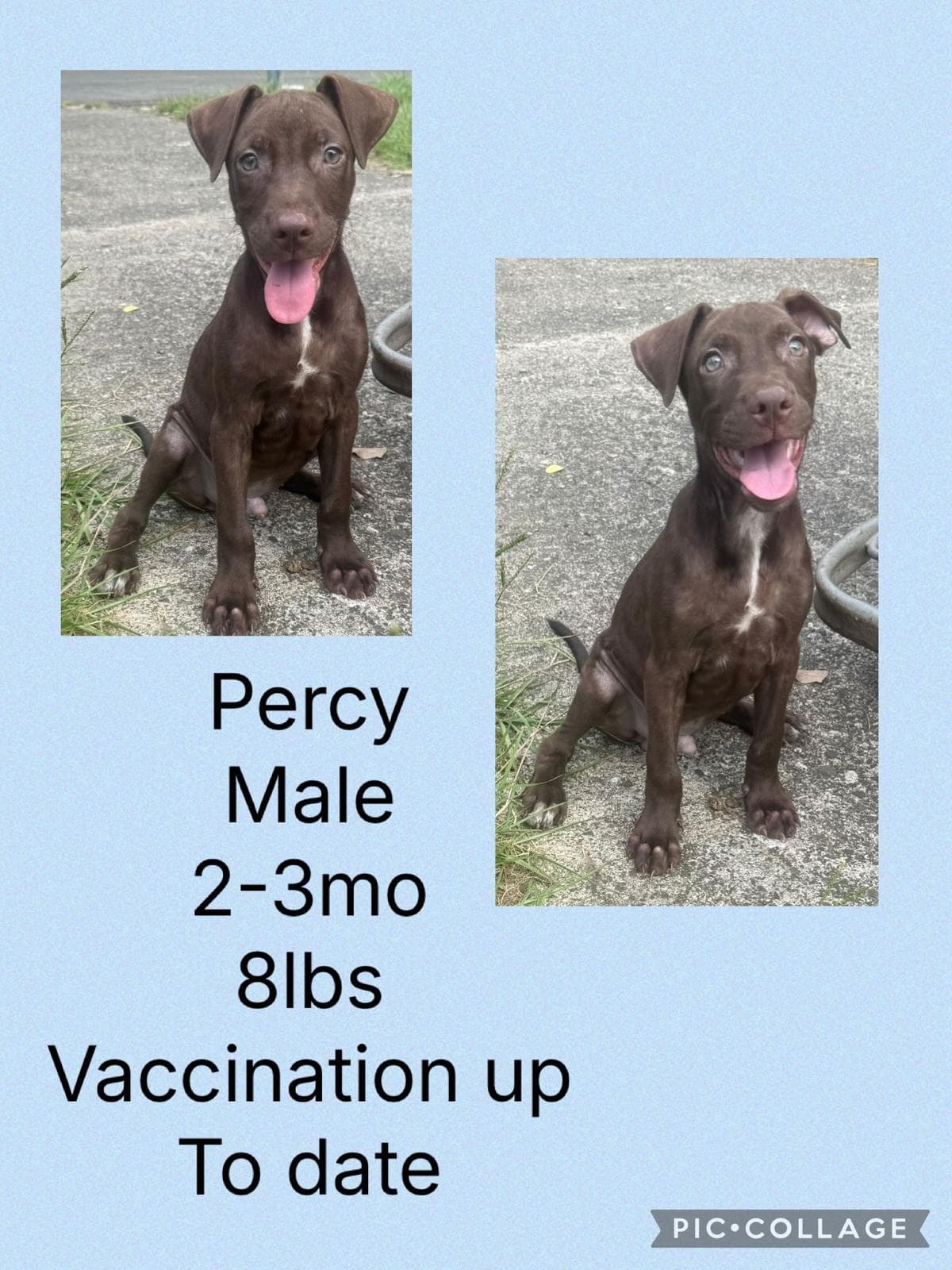 Percy - Labrador Retriever