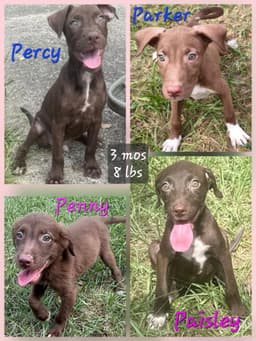 Percy image 2