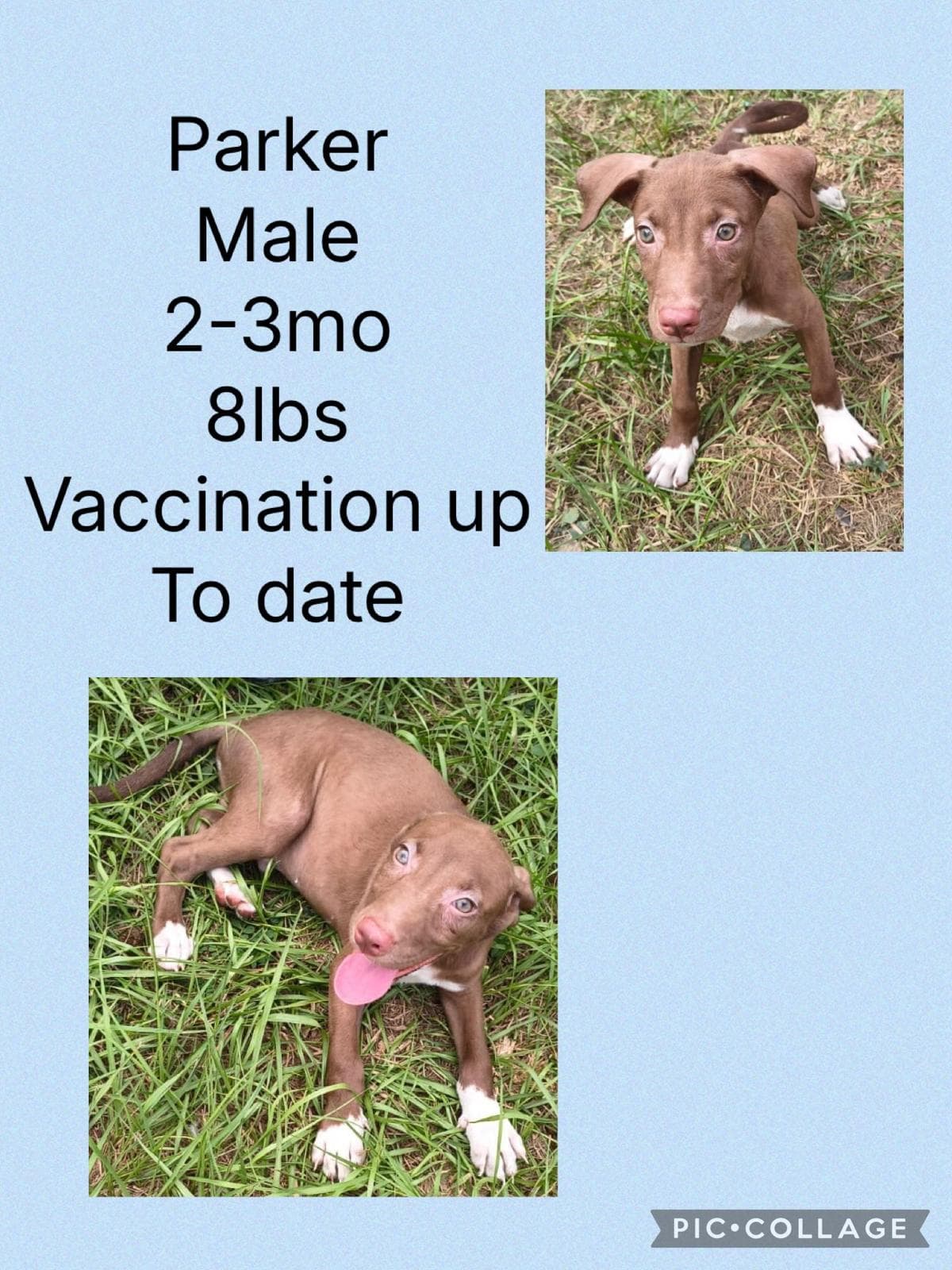 Parker - Labrador Retriever