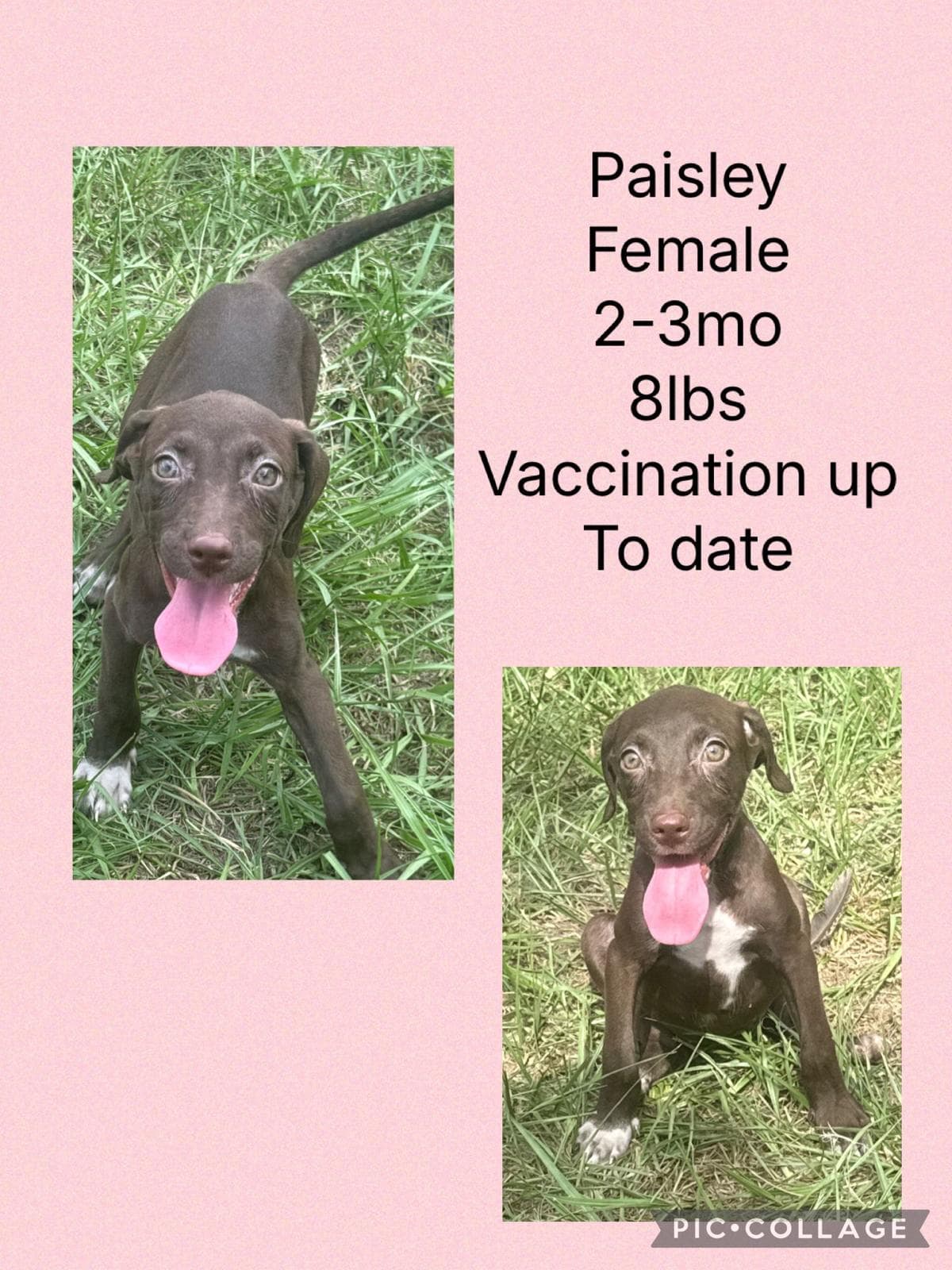 Paisley - Labrador Retriever
