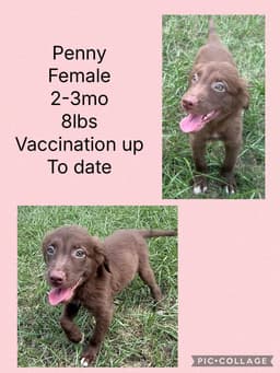 Penny image 1