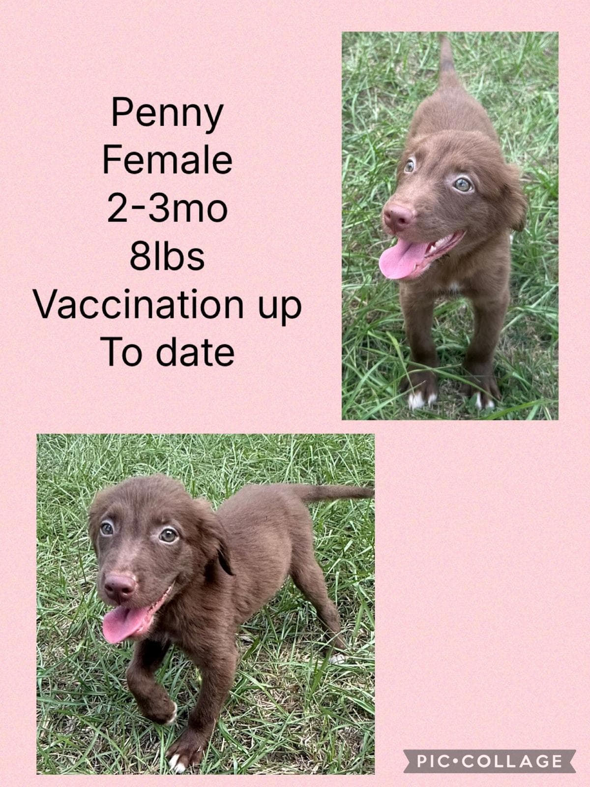 Penny - Labrador Retriever