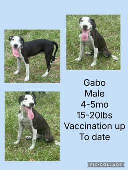 Gabo image 1