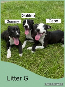 Gabo image 2