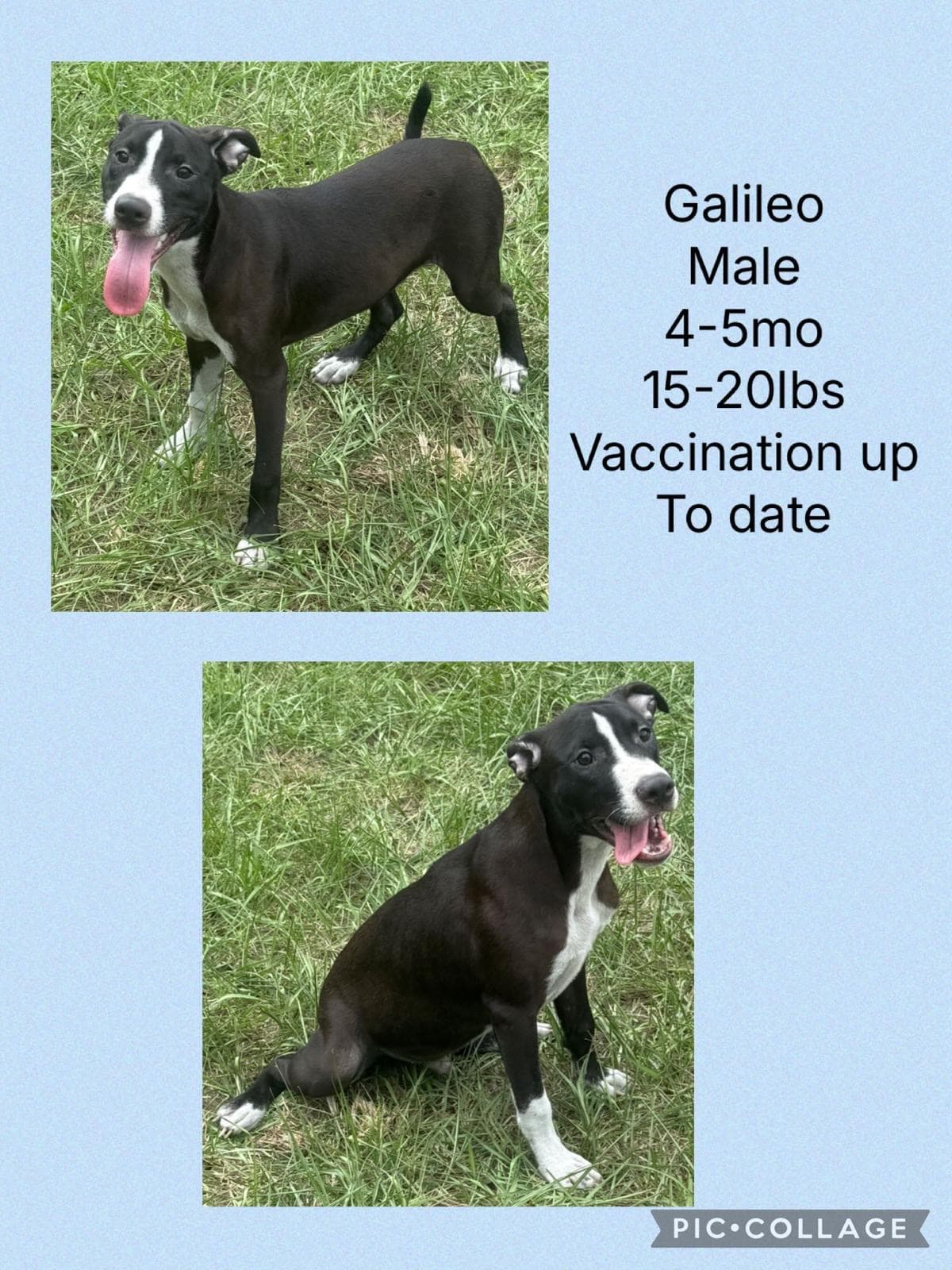 Galileo - Whippet