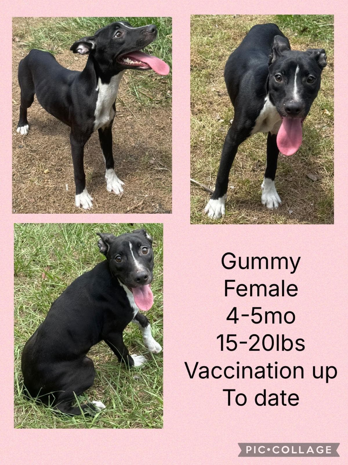Gummy - Whippet