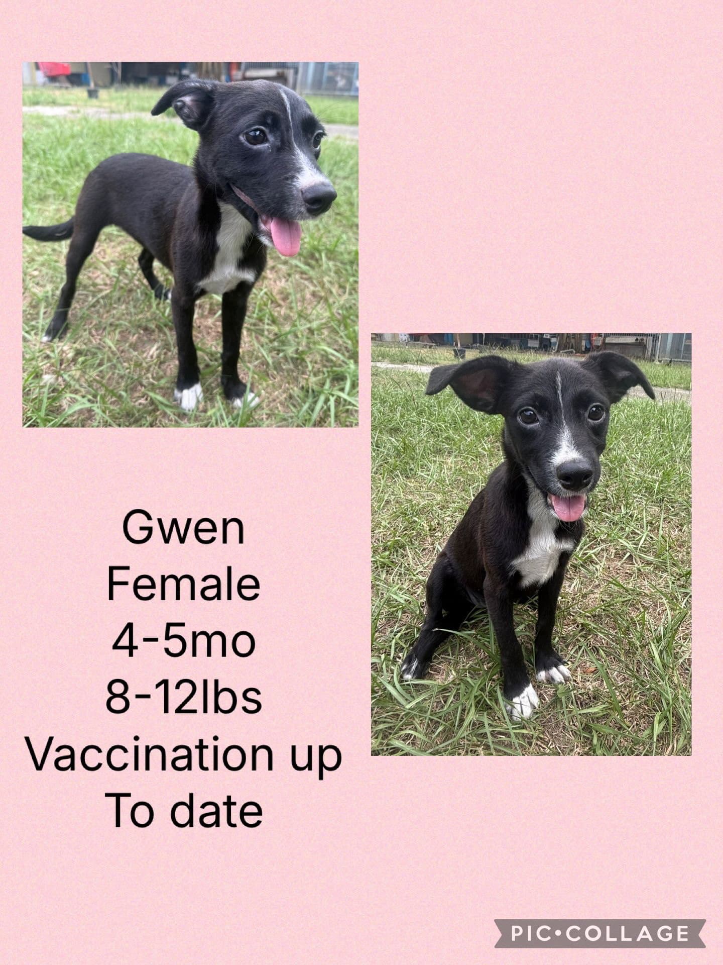 Gwen - Whippet