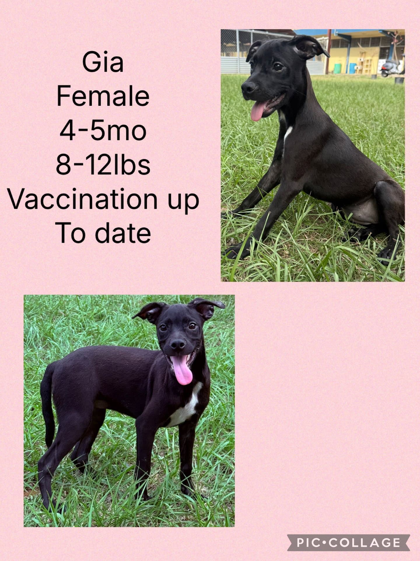 Gia - Whippet