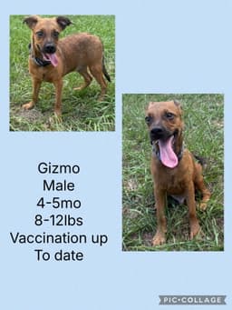 Gizmo image 1
