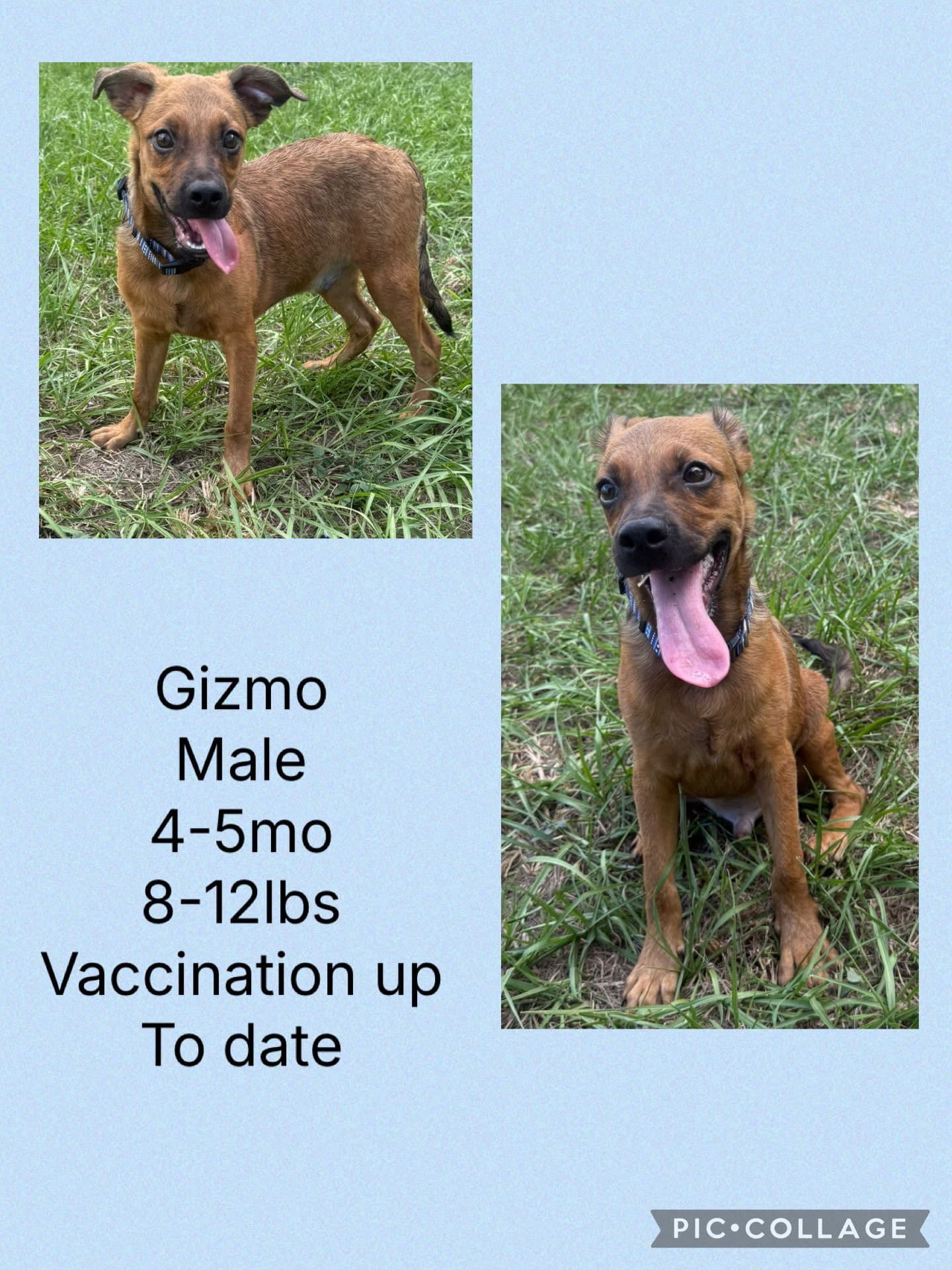 Gizmo - Whippet