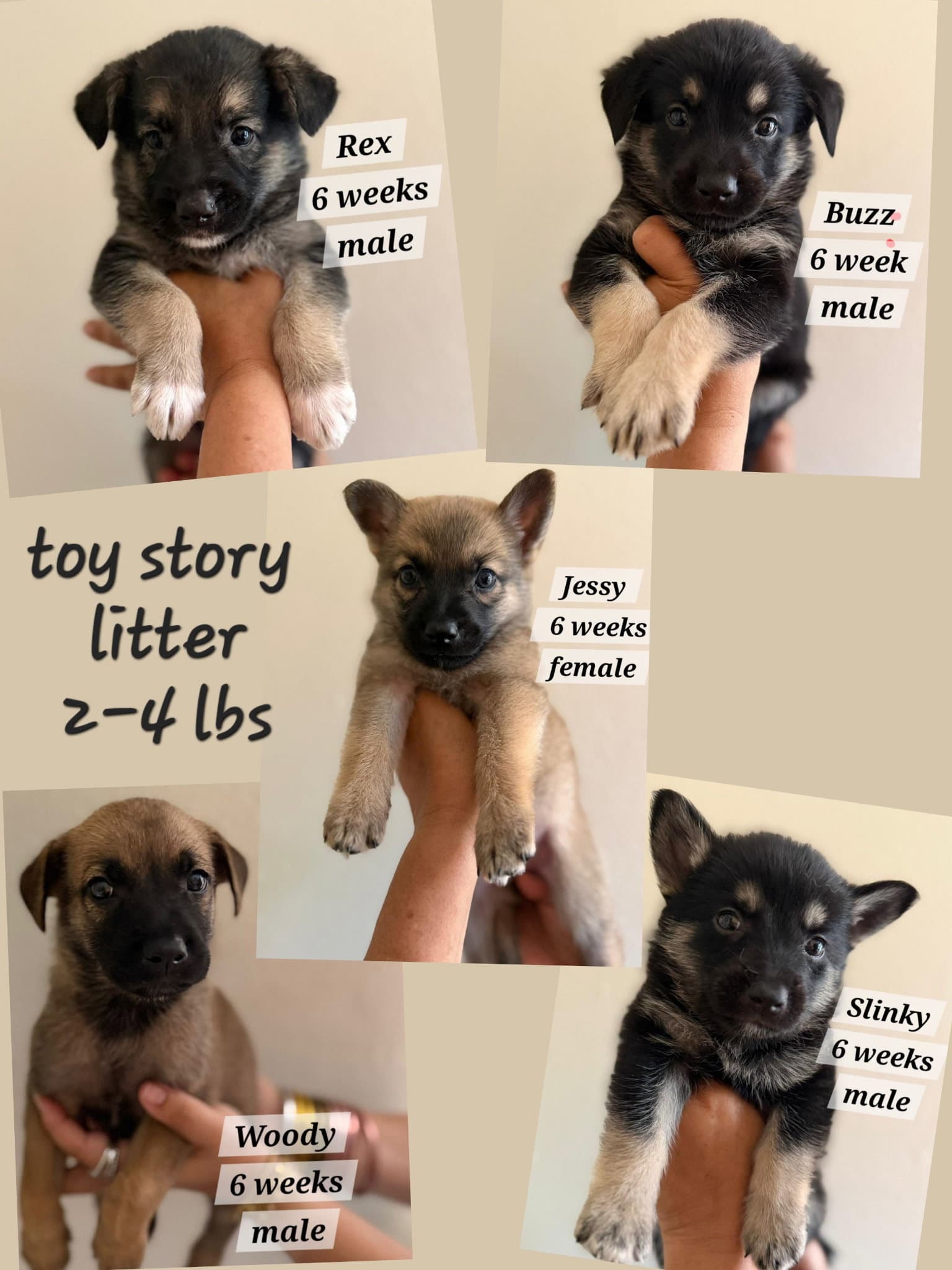 Rex - Norwegian Elkhound