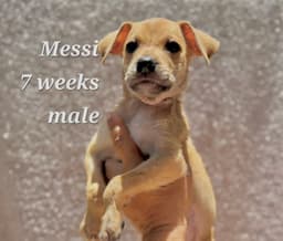 Messi image 1