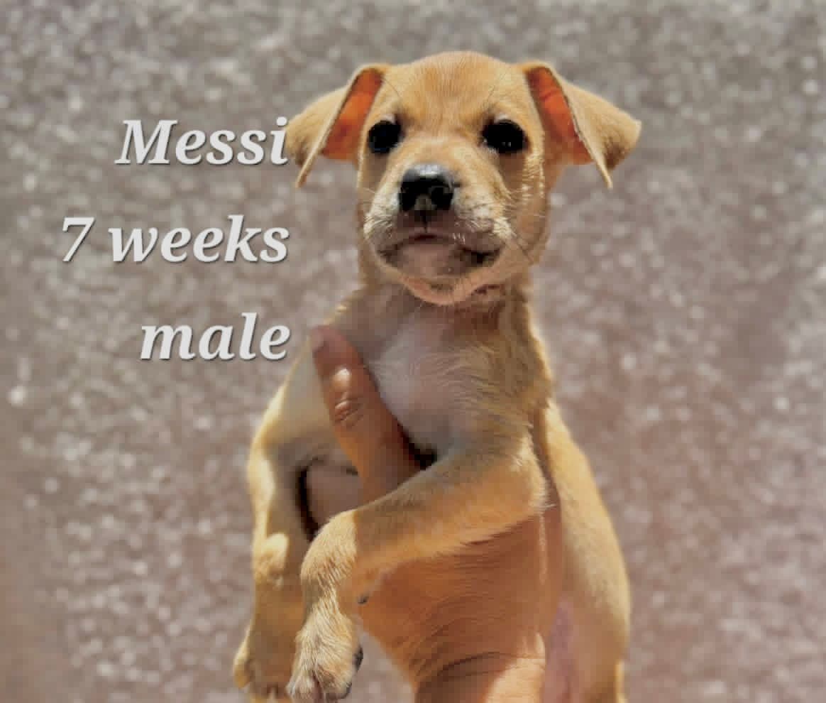 Messi - Chihuahua