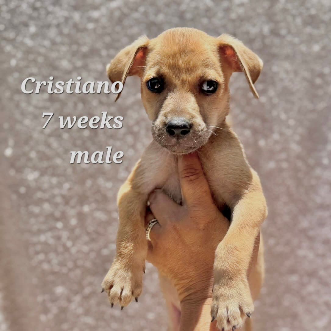 Cristiano - Chihuahua