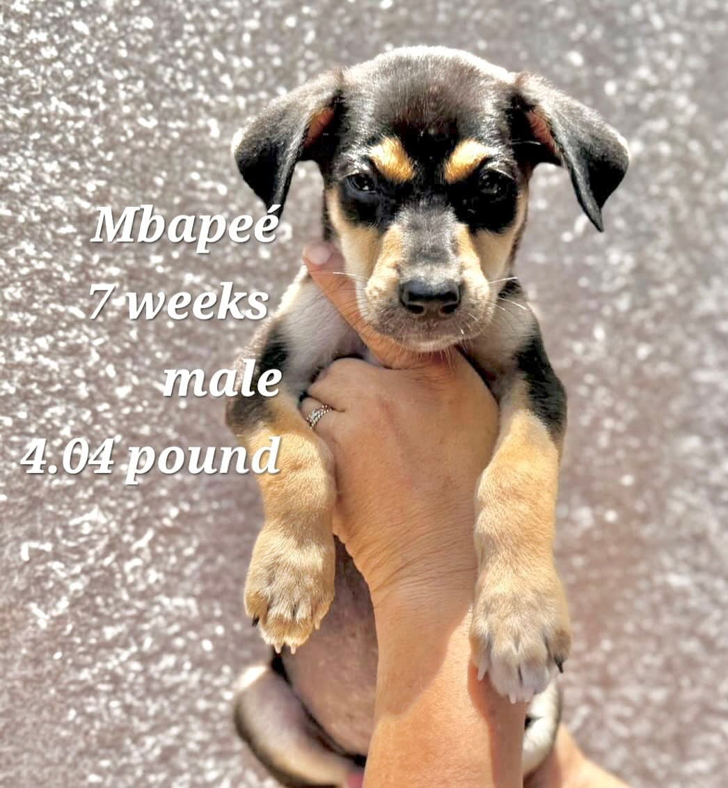 Mbape - Chihuahua