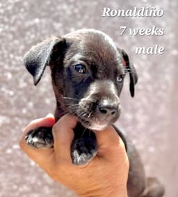 Ronaldino image 1