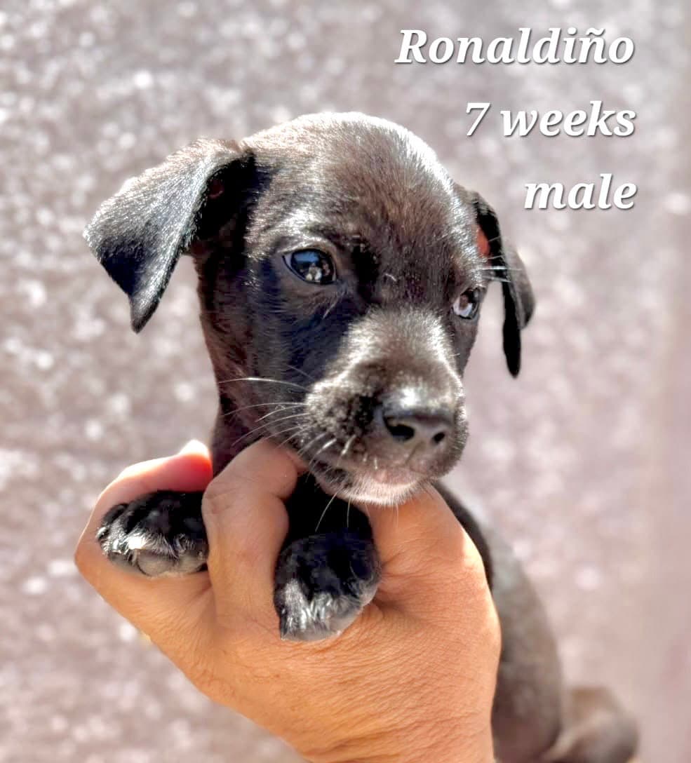 Ronaldino - Chihuahua