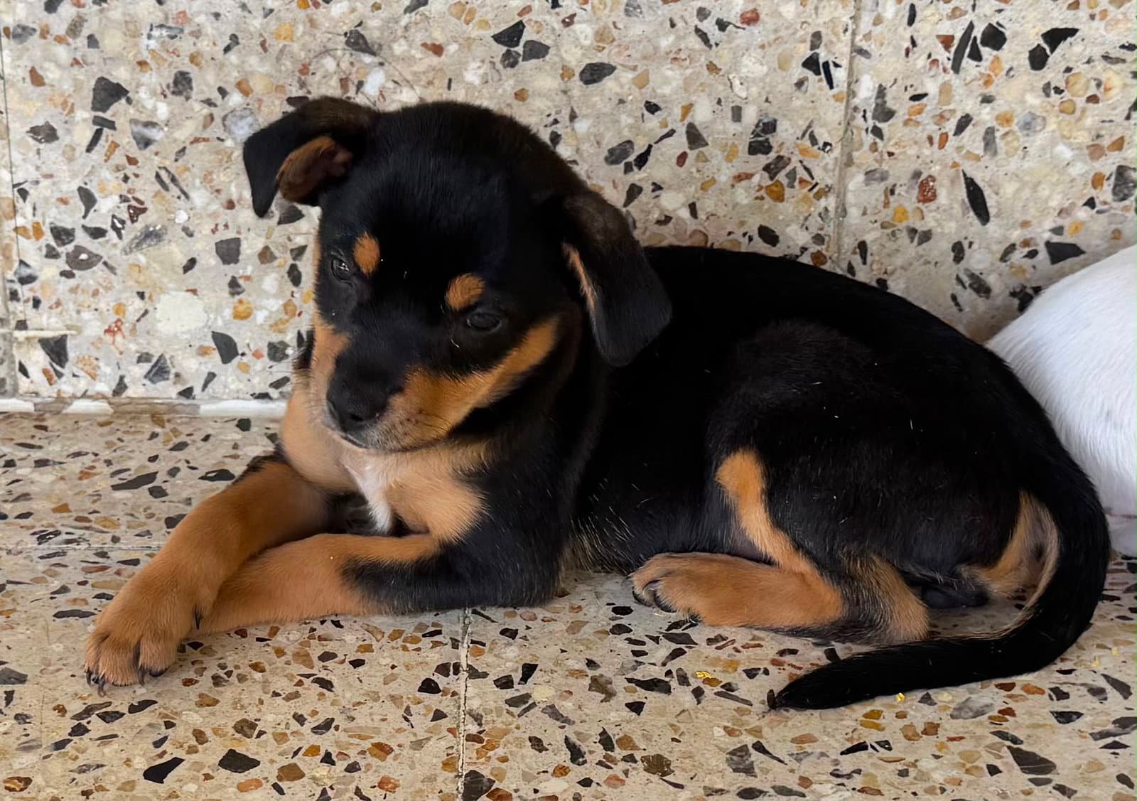 Miah - Chihuahua